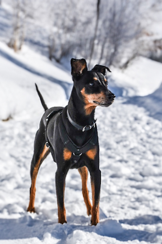 Kommentare und Rezensionen über Hundeschule Schwarz Hundetraining & Hundepsychologie