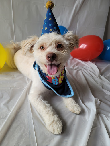 Pet Supply Store «PetSmart», reviews and photos, 2028 Miamisburg Centerville Rd, Dayton, OH 45459, USA