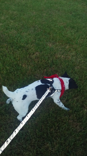 Pet Supply Store «Pet Supplies Plus», reviews and photos, 120 Sara Way, Belle Vernon, PA 15012, USA