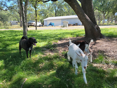 K9 Clubhouse Dog Training and Boarding