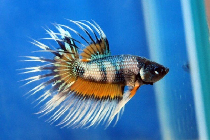 Excellent betta bandung