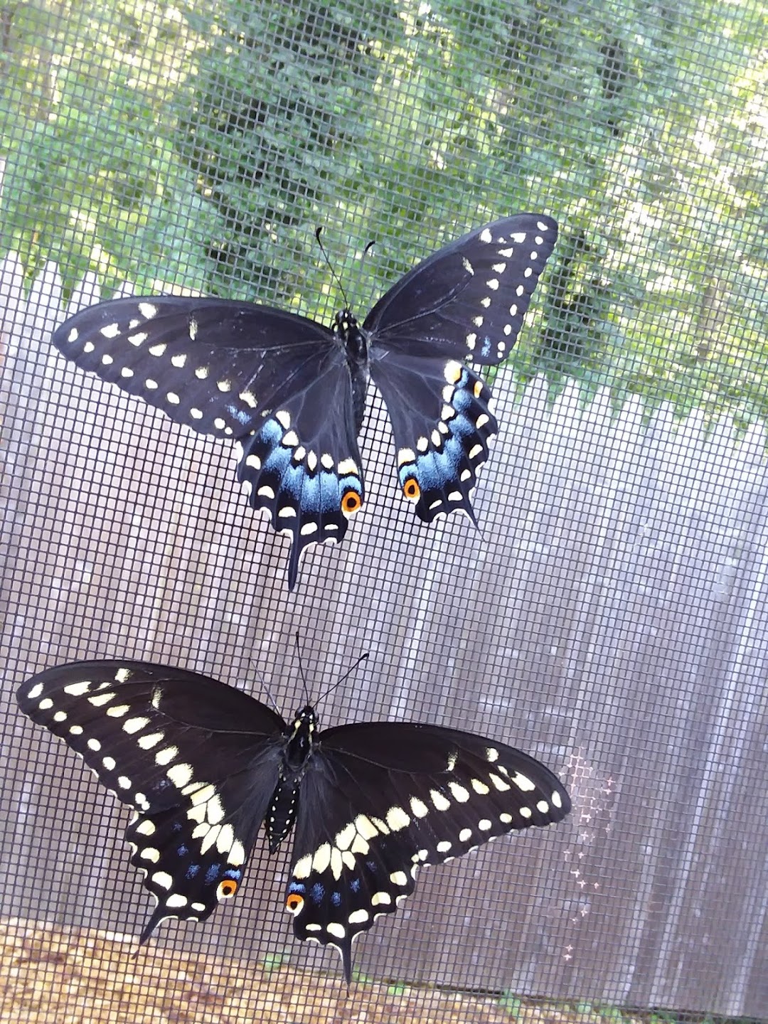 Butterflies of Cape Cod