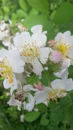 Discount Store «Walmart», reviews and photos, 950 Edwards Ferry Rd NE, Leesburg, VA 20176, USA