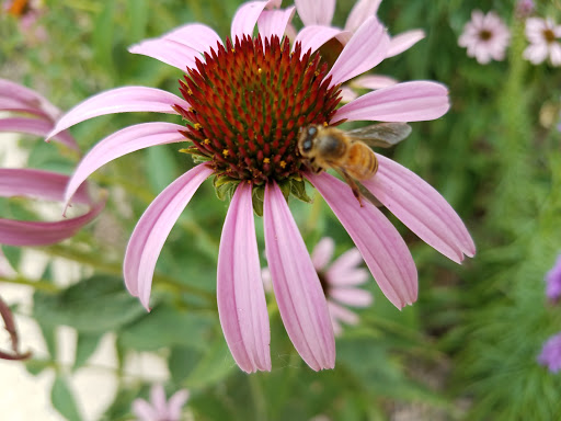 National Park «River Raisin National Battlefield Park Visitor Center», reviews and photos, 1403 E Elm Ave, Monroe, MI 48162, USA