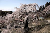 壁須のしだれ桜