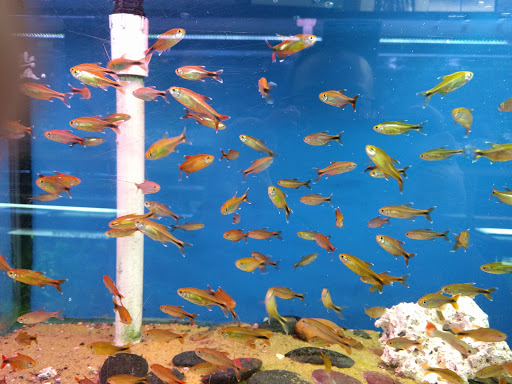 Aquarium Shop «Royal Aqua world Inc.», reviews and photos, 815 65th St, Brooklyn, NY 11220, USA