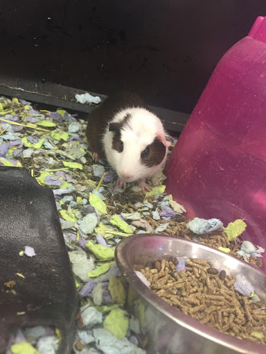 Pet Supply Store «PetSmart», reviews and photos, 770 E El Camino Real, Sunnyvale, CA 94087, USA