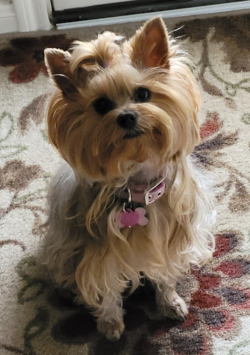 Pet Store «PetSmart», reviews and photos, 6545 North Grand Parkway West Suite 104, Spring, TX 77389, USA