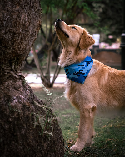 Opiniones de Lente Canino en Peñalolén - Estudio de fotografía