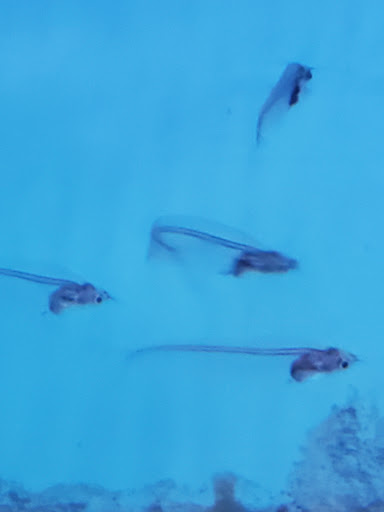 Pet Store «Pet World Ltd», reviews and photos, 14501 Warwick Blvd, Newport News, VA 23608, USA