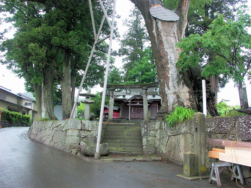 川田神社の大ケヤキ(県指定天然記念物)