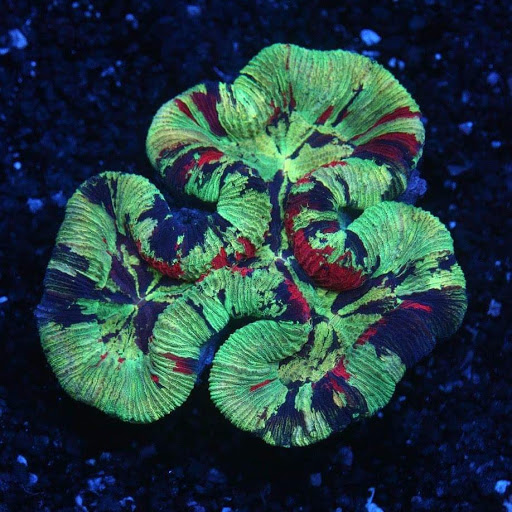 Pet Store «Reef Shac», reviews and photos, 2365 Powder Springs Rd SW #1119, Marietta, GA 30064, USA