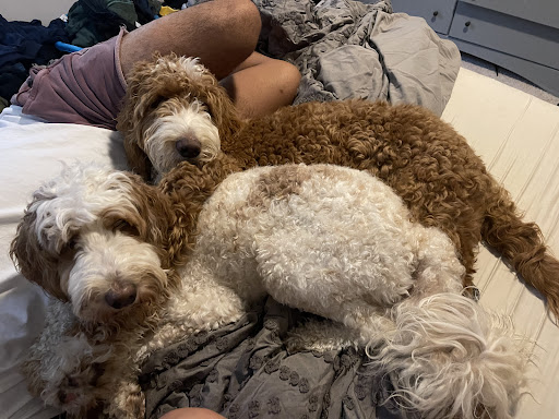 Pet Supply Store «PetSmart», reviews and photos, 1285 Johnson Ferry Rd, Marietta, GA 30068, USA