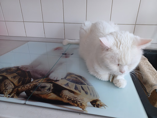 Kleintierpraxis Patricia Reuter unter Calbe, 