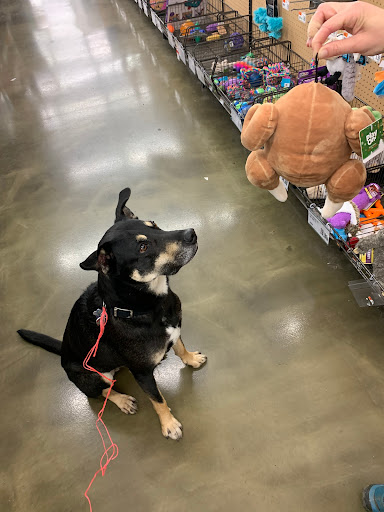 Pet Supply Store «Pet Supplies Plus», reviews and photos, 1155 Washington Pike, Bridgeville, PA 15017, USA