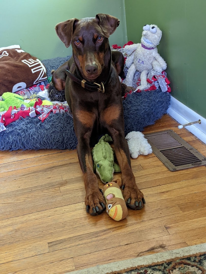 Doberman Rescue Minnesota