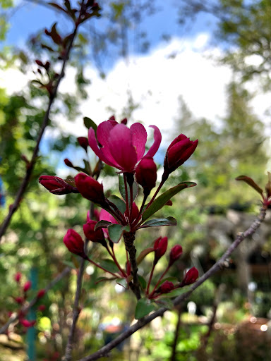 Garden Center «Stonewall Garden Center», reviews and photos, 4675 PA-447, Canadensis, PA 18325, USA