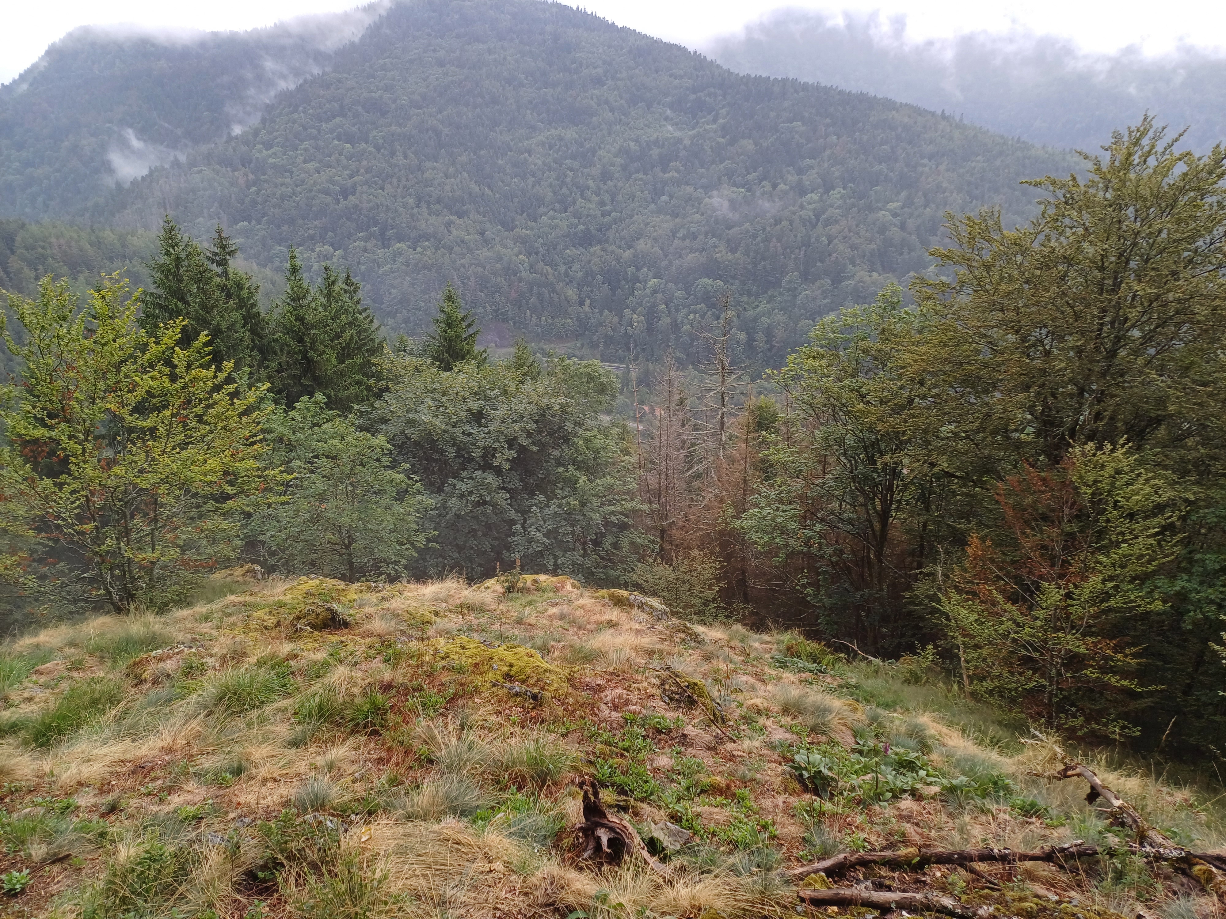 Photo n° 1 de l'avis de Wil.e fait le 18/08/2023 à 07:30