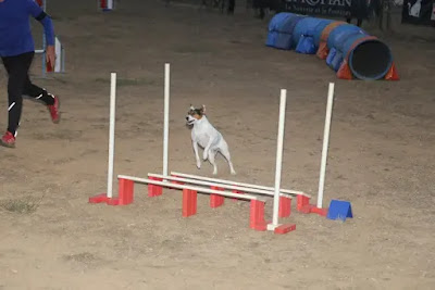 AGILITY CLUB NEVIANAIS à Névian