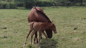 Photo n°3 de Passion Polo Club à Baugé en Anjou ()