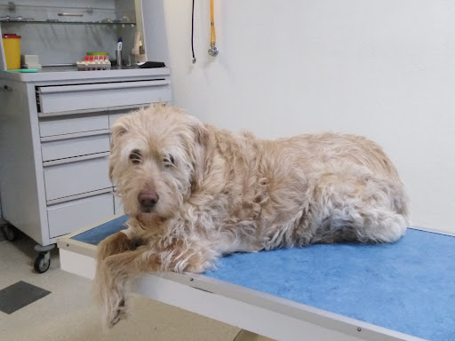 Veterinary practice Dr.med.vet. Elke Grothues unter Saarbrücken, 
