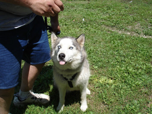 Fence Contractor «Stay Put Doggy», reviews and photos, 401 E Paul St, Westport, IN 47283, USA