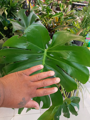 Garden Center «English Gardens», reviews and photos, 44850 Garfield Rd, Charter Twp of Clinton, MI 48038, USA