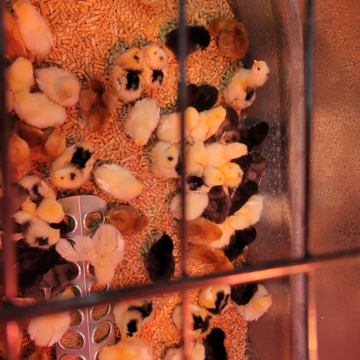 Animal Feed Store «Wilco Farm Store», reviews and photos, 19224 S Molalla Ave, Oregon City, OR 97045, USA