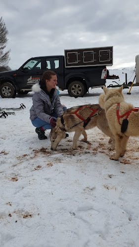 Amarok Chien de Traineau - Ariège à Cadarcet