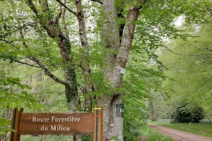 Parking Forêt domaniale St Sauveur image