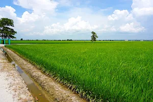 Sekinchan Padi Fields image