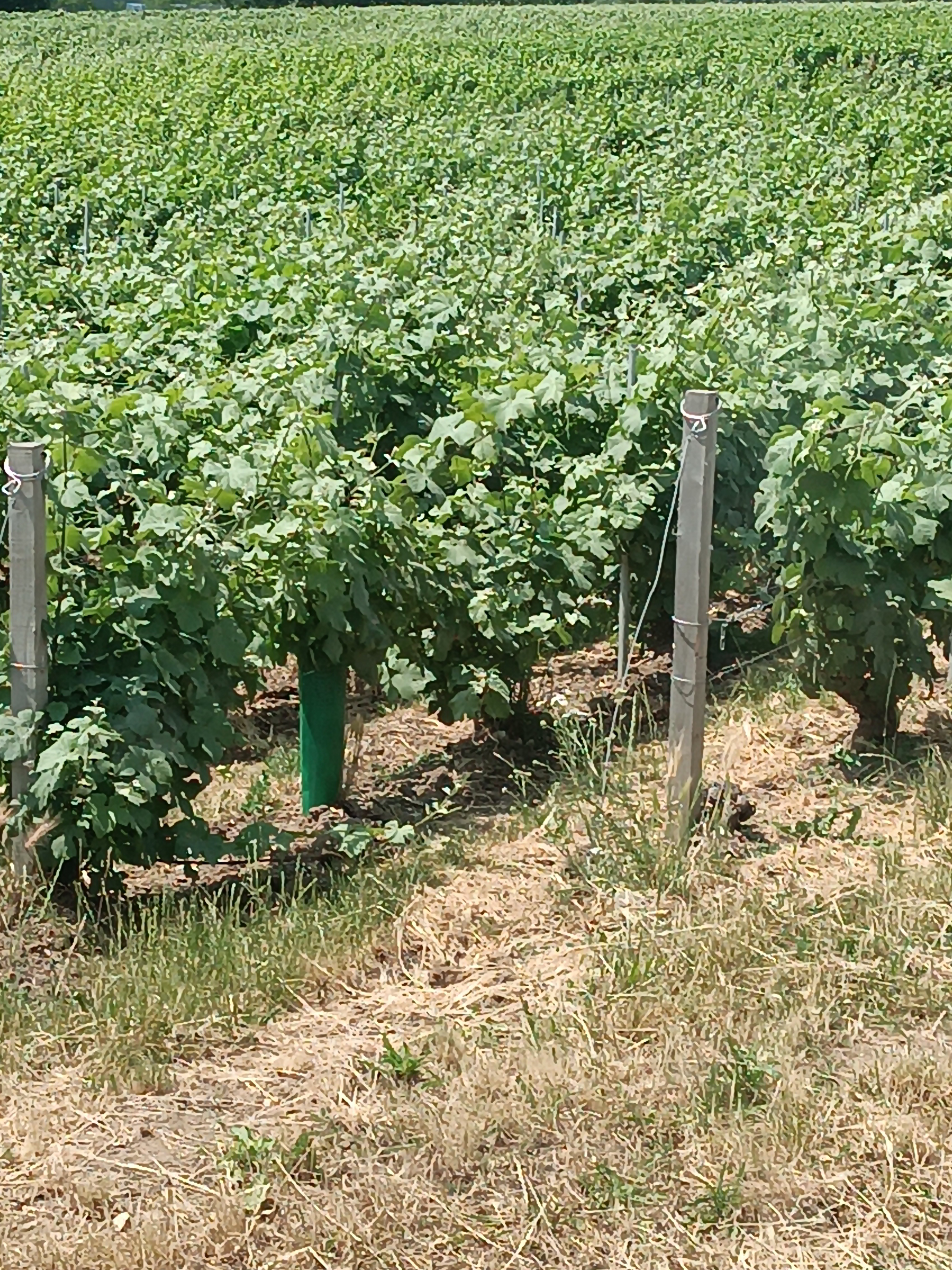 Photo n° 1 de l'avis de Fk.u fait le 16/06/2023 à 16:00