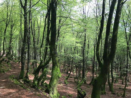 Información y opiniones sobre Clínica Dental Goñi Ibilcieta de Pamplona