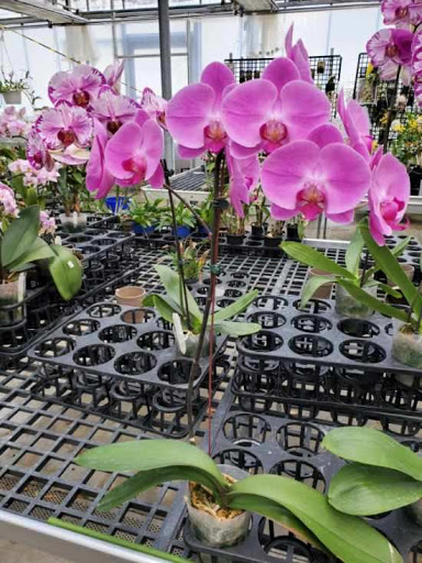 Florist «Sunshine Florist Inc.», reviews and photos, 946 1st Avenue, New York, NY 10022, USA