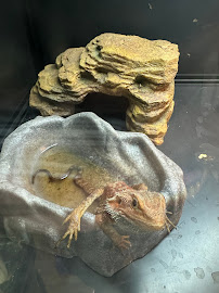 Pacific Northwest Aquatics and Exotics Rescue - Photo 3 - Car repair in Tacoma, WA, Tacoma