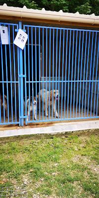 Société Protectrice Des Animaux à Marsac-sur-l'Isle