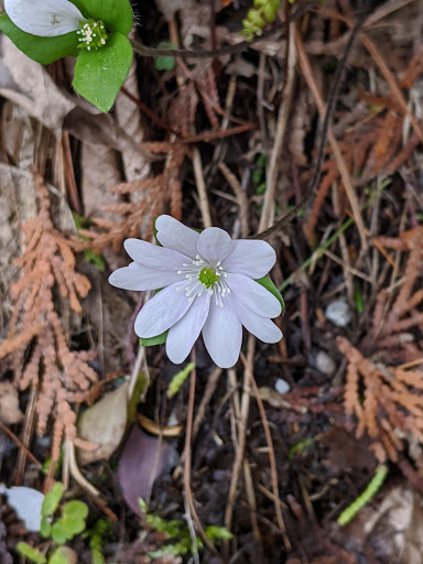 Tourist Attraction «Vermont Marble Museum and Gift Shop», reviews and photos, 52 Main St, Proctor, VT 05765, USA