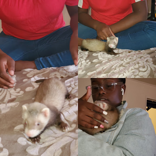 Pet Store «Precious Pets III», reviews and photos, 1091 US-130, Burlington, NJ 08016, USA