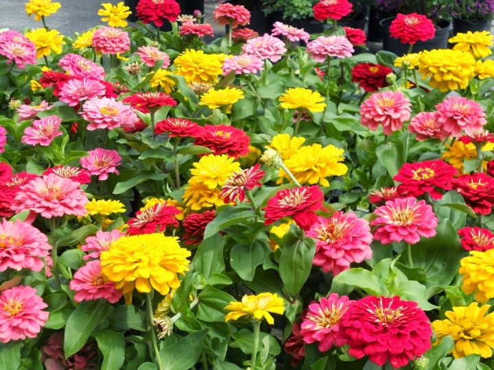 Waynesboro Landscape and Garden Center