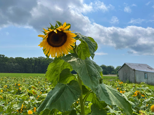 Fruit and Vegetable Store «Henley Farm», reviews and photos, 3513 Charity Neck Rd, Virginia Beach, VA 23456, USA