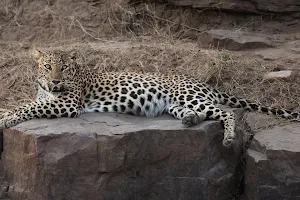 Jhalana Leopard Safari Park image