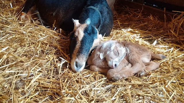 Rivers Edge Goat Dairy