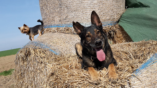 Verein Casa Animale e.V. unter Gefrees, 