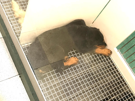 Pet Supply Store «Petco Animal Supplies», reviews and photos, 3577 S Rainbow Blvd, Las Vegas, NV 89103, USA