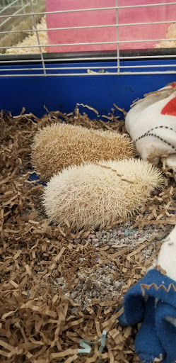 Pet Store «Just Pets», reviews and photos, 393 NY-5, Irving, NY 14081, USA