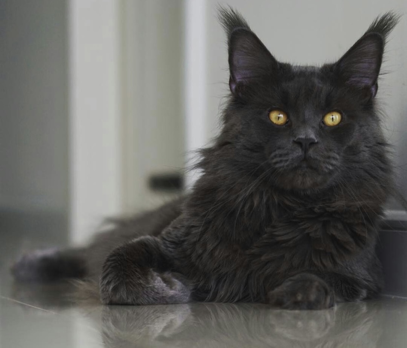 Country savvy maine coons