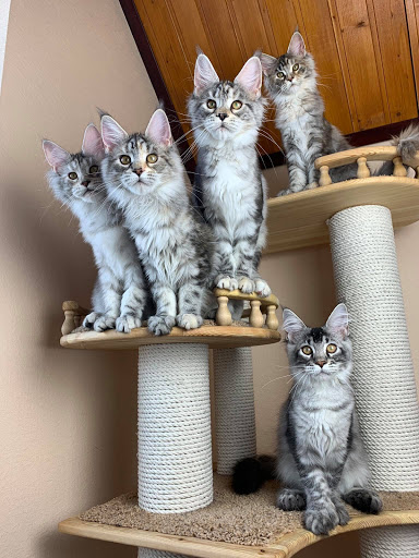Majestic Maine Coons