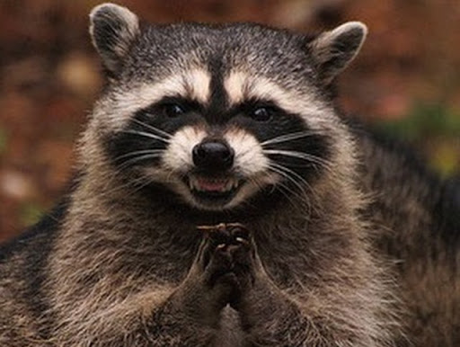 Pet Supply Store «Pet Food Express», reviews and photos, 2158 Contra Costa Blvd, Pleasant Hill, CA 94523, USA