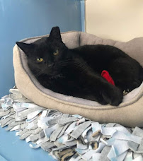 Cat Clinic of Johnson County - Photo 4 - Car repair in Lenexa, KS, Overland Park