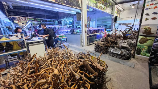 Top 2 cửa hàng cá kiểng Huyện A Lưới Thừa Thiên Huế 2022